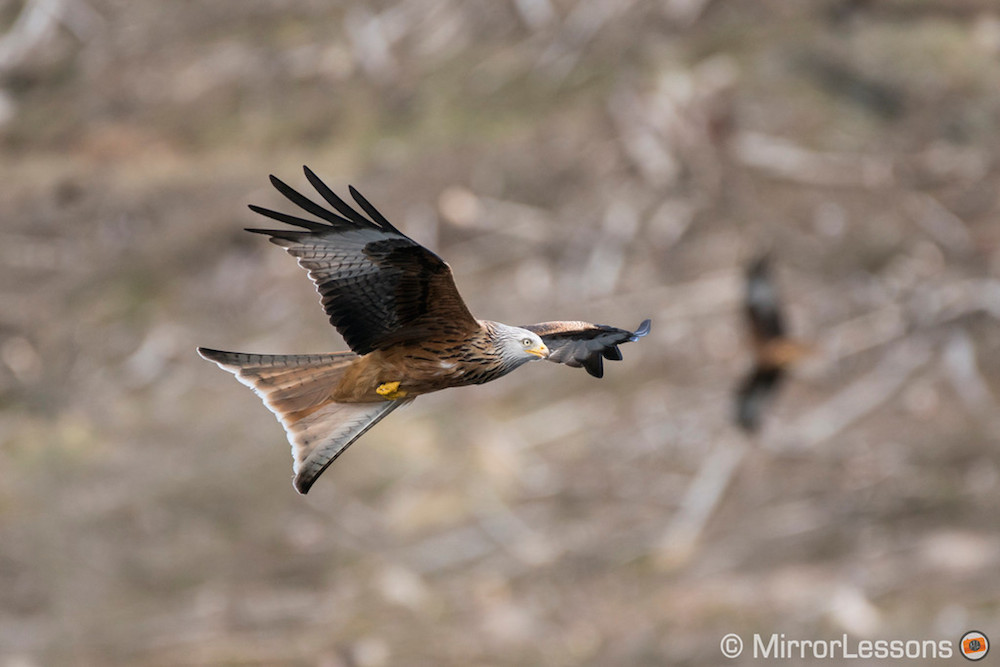 a6300 birds in flight