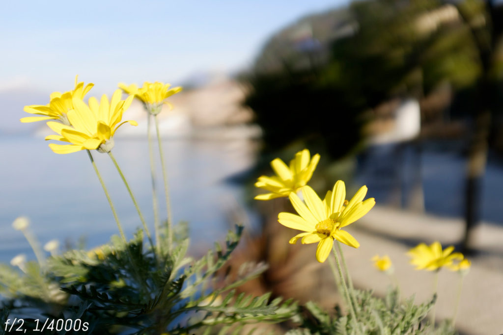 Yellow flowers with trees out of focus in the background