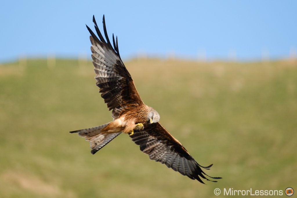 red kite in flight with green hill in the background