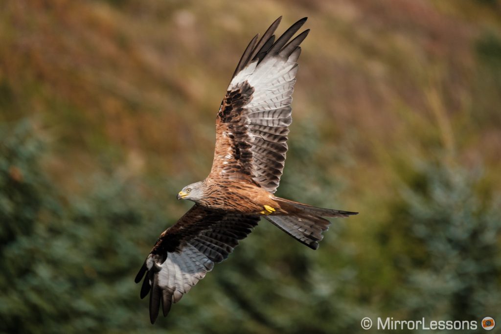 red kite flying against trees