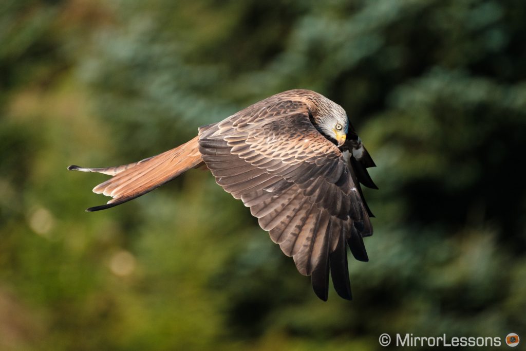 another red kite flying against trees