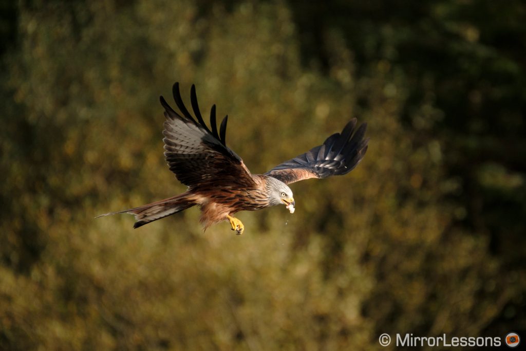 Red kite flying with meat in its beak