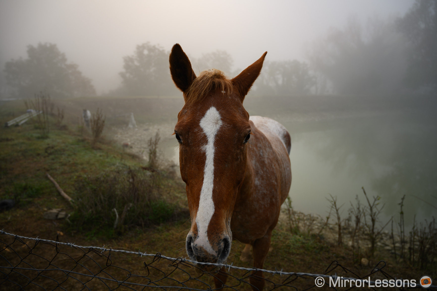 nikon z7 sample images