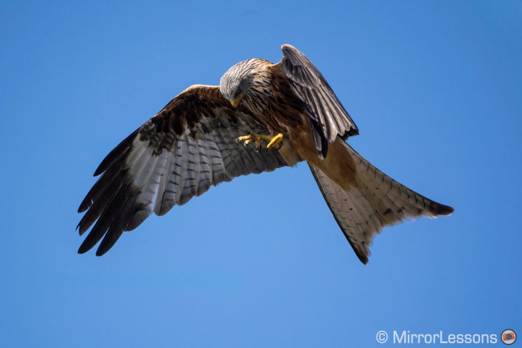 Red kite against the blue sky