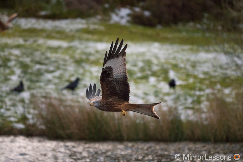red kite flying against a snowy field