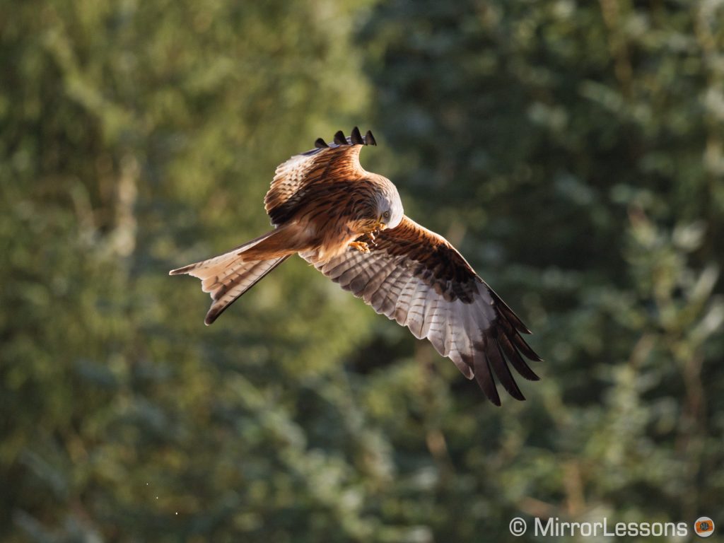 red kite in flight against trees while eating a piece of meat