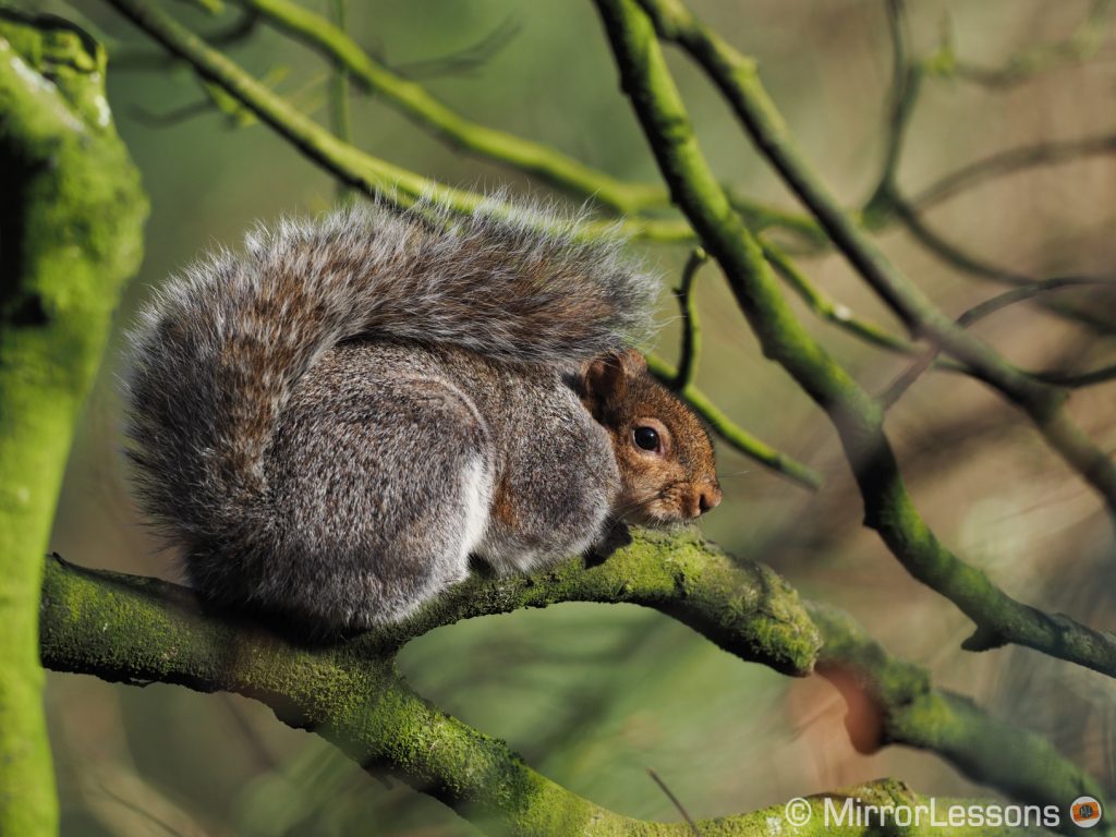 grey squirrel on a tree