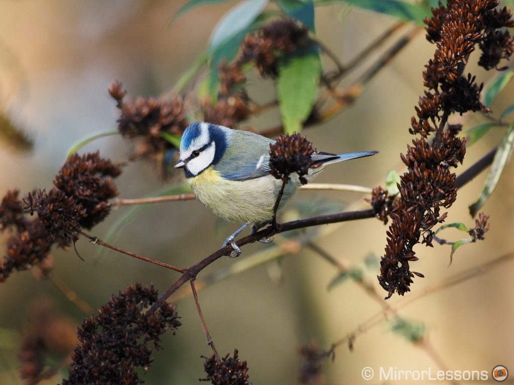 blue tit on a thin branch