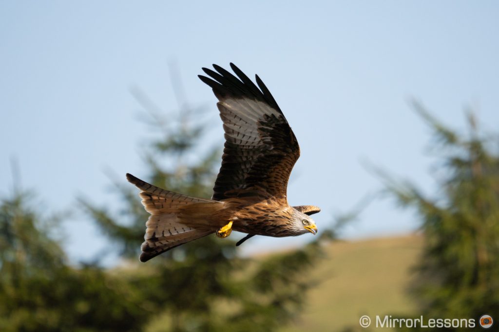 red kite flying against trees