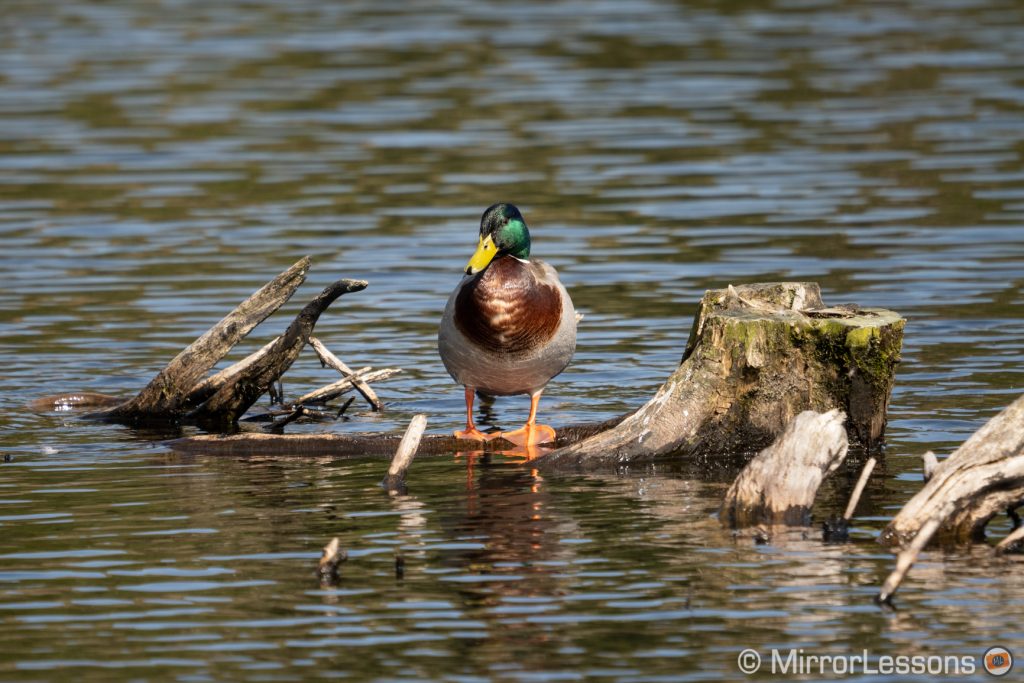 mallard duck standing on a log above the surface of the water