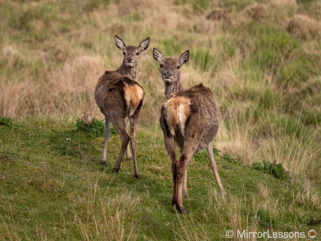 two young red deer side by side, looking back