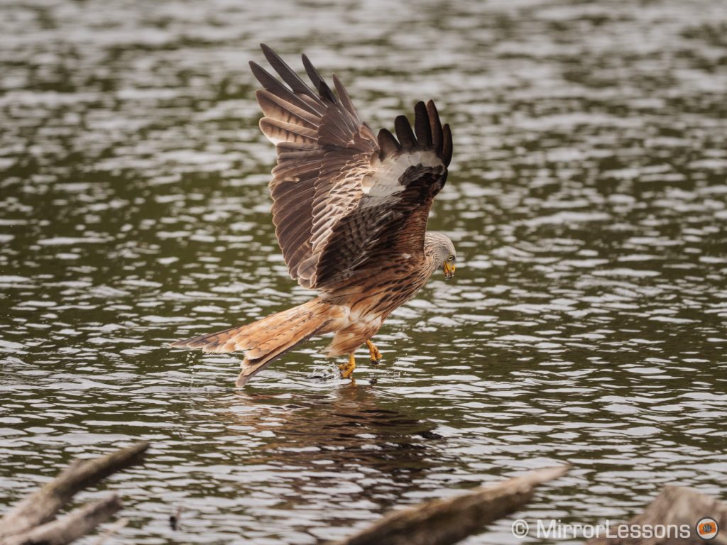 red kite grabbing food in the water