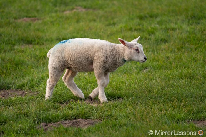 Lamb walking in a field