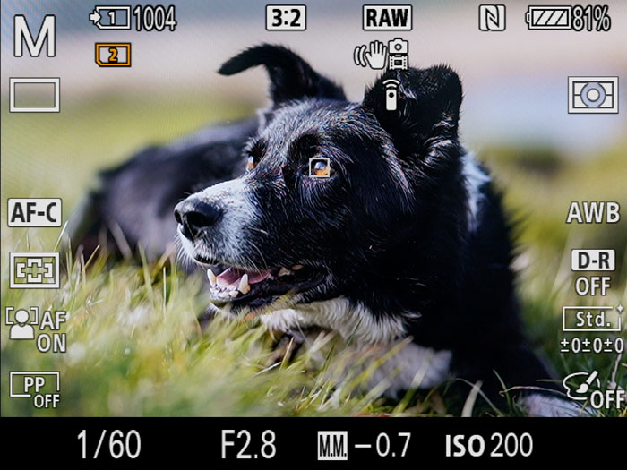screenshot of the A7 III live view, showing a small white AF point on the eye of a dog