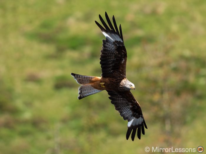 A flying red kite taken with the E-M1 II