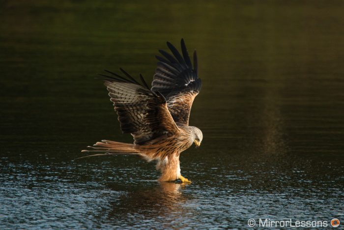 Red kite diving into the water