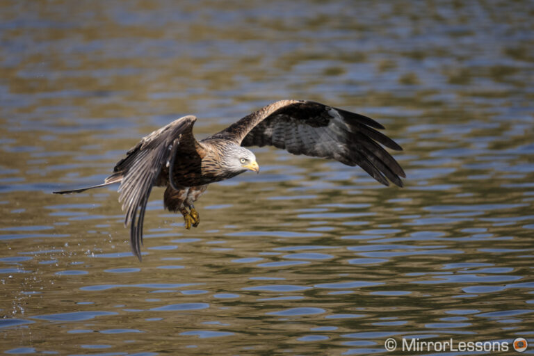 The Best Mirrorless Cameras for Birds in Flight Ranked