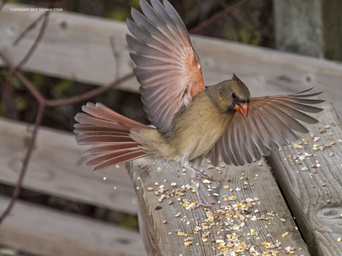 Female cardinal landing on a bench