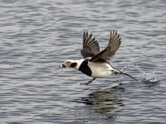 A duck flying across the water