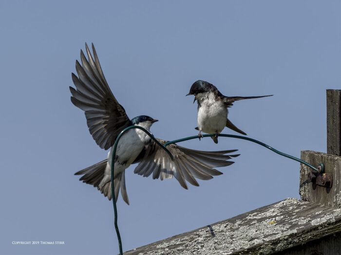 Two swallows on a wire