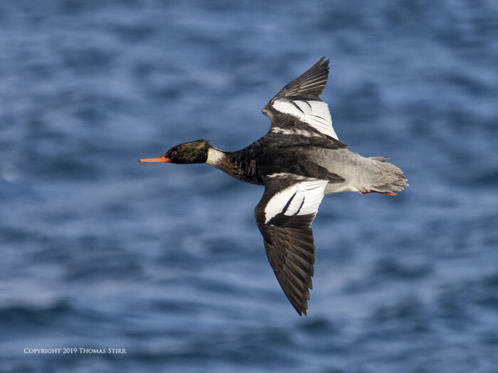 A duck flying over the water