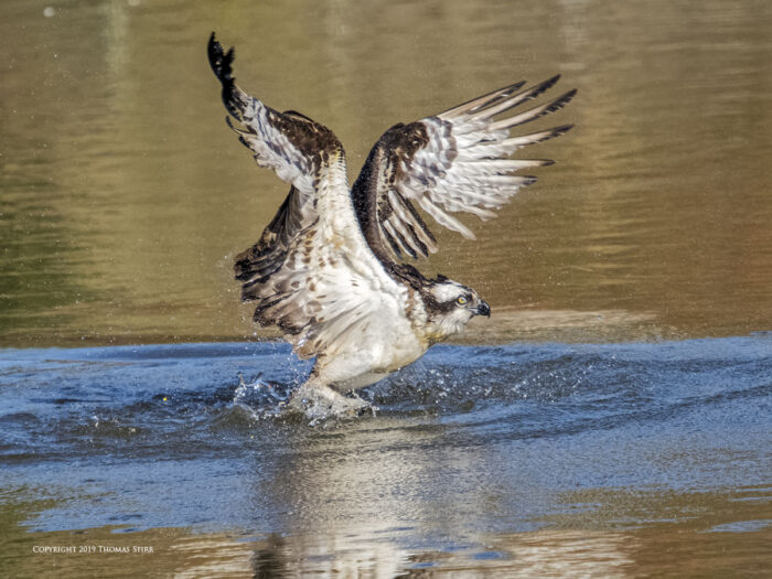 An osprey landing on the water