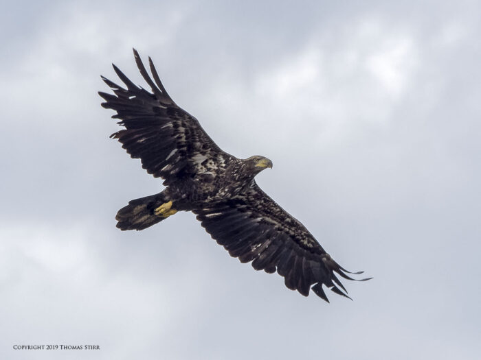 An eagle flying