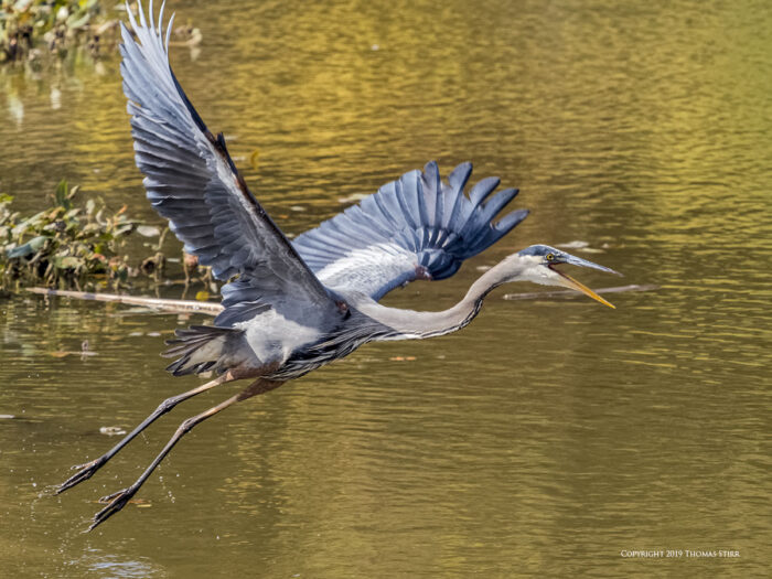 A heron flying