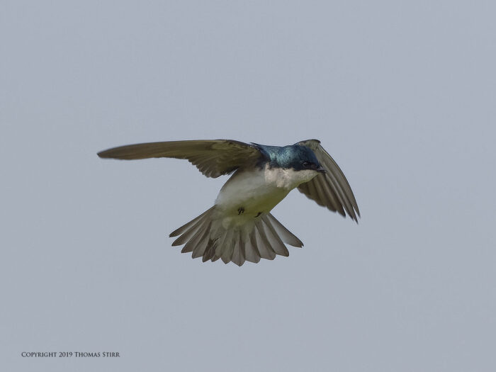 A swallow flying