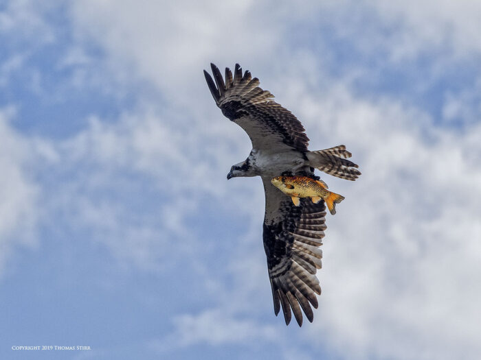 An osprey flying with a fish in its talons