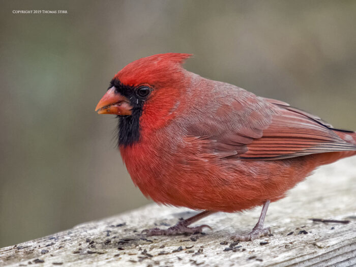 A cardinal on a bench