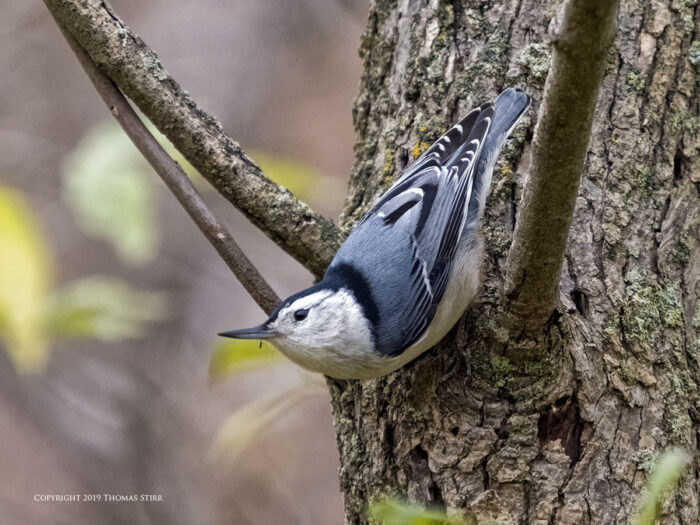 A woodpecker in a tree