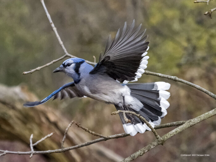 Blue jay flying