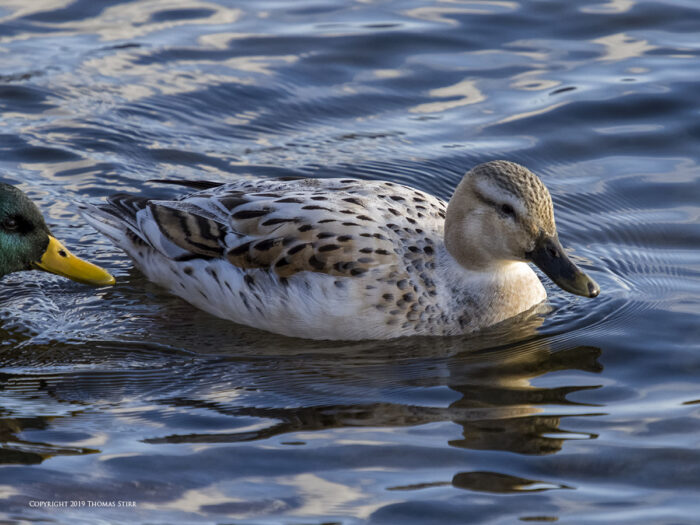 A duck on the water