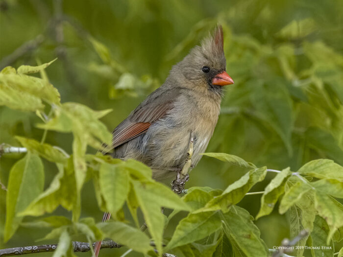 A female cardinal