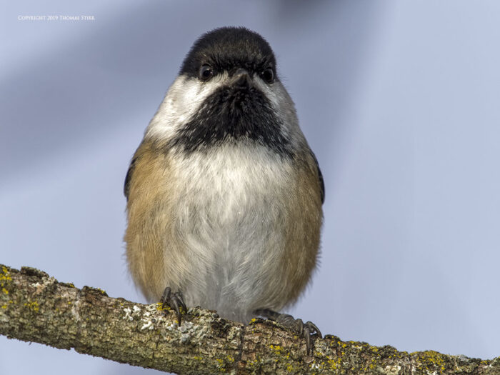 A tit on a branch