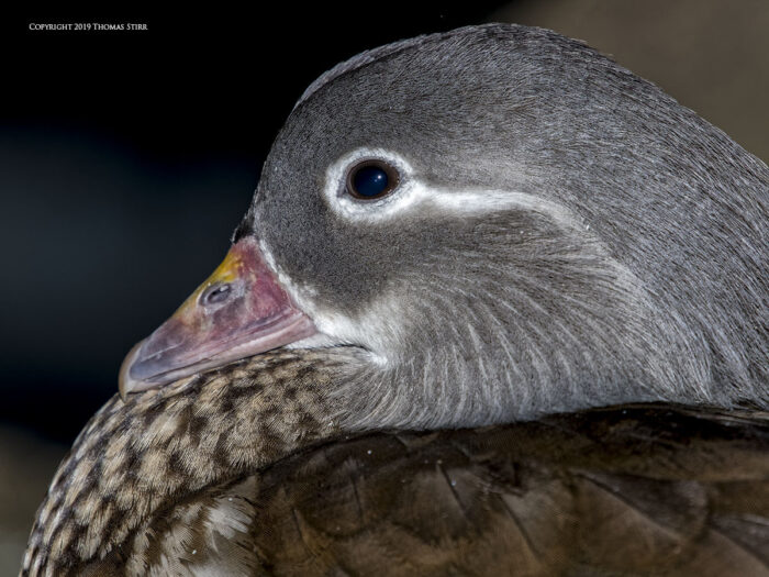 A close up of a duck's head