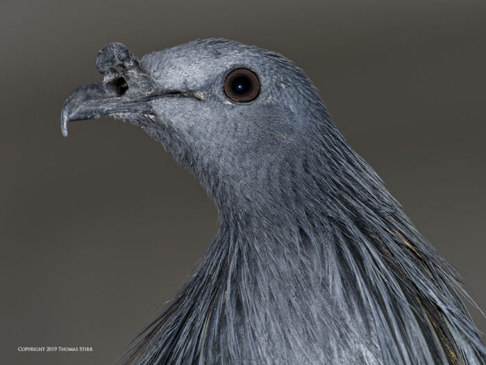 A close up of a pigeon's head