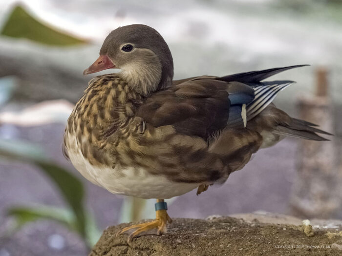 A duck standing on a rock