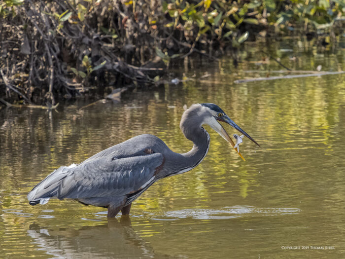 A heron eating a fish in the water