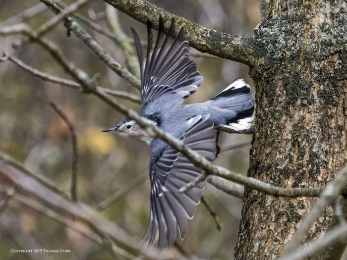 A bird flying through the trees