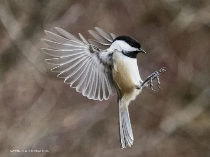 A tit flying