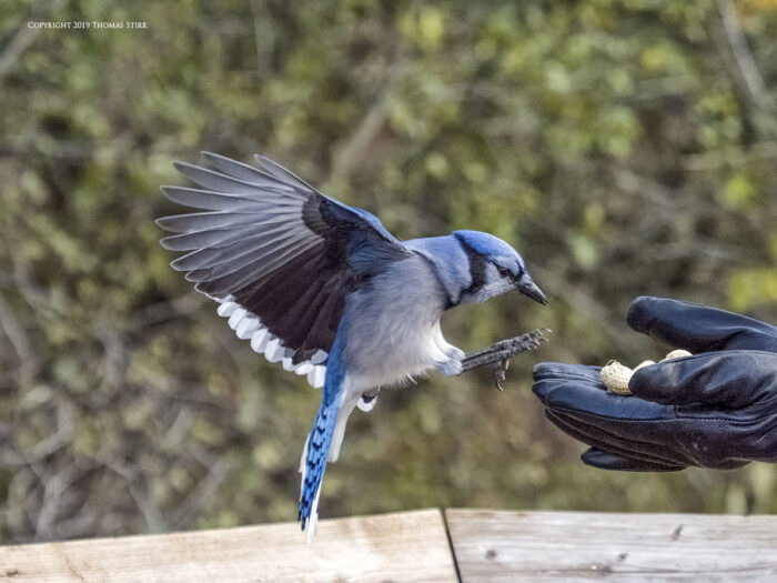 A tit flying past a person's hand