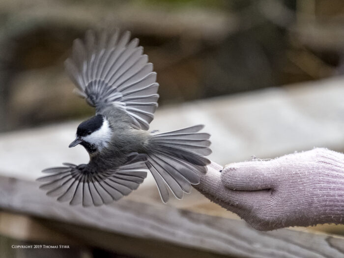 olympus omd em1x bird photography