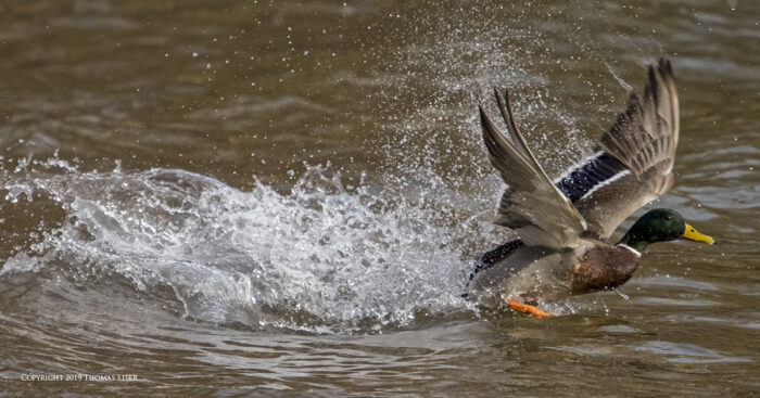 A duck skimming the water