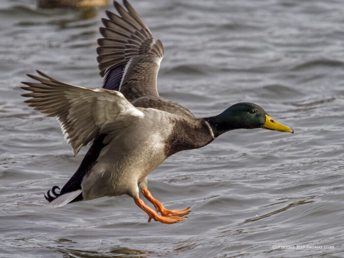 A duck landing on the water