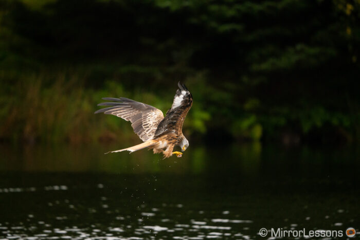 red kite flying above water and bringing food to its beak with its paw