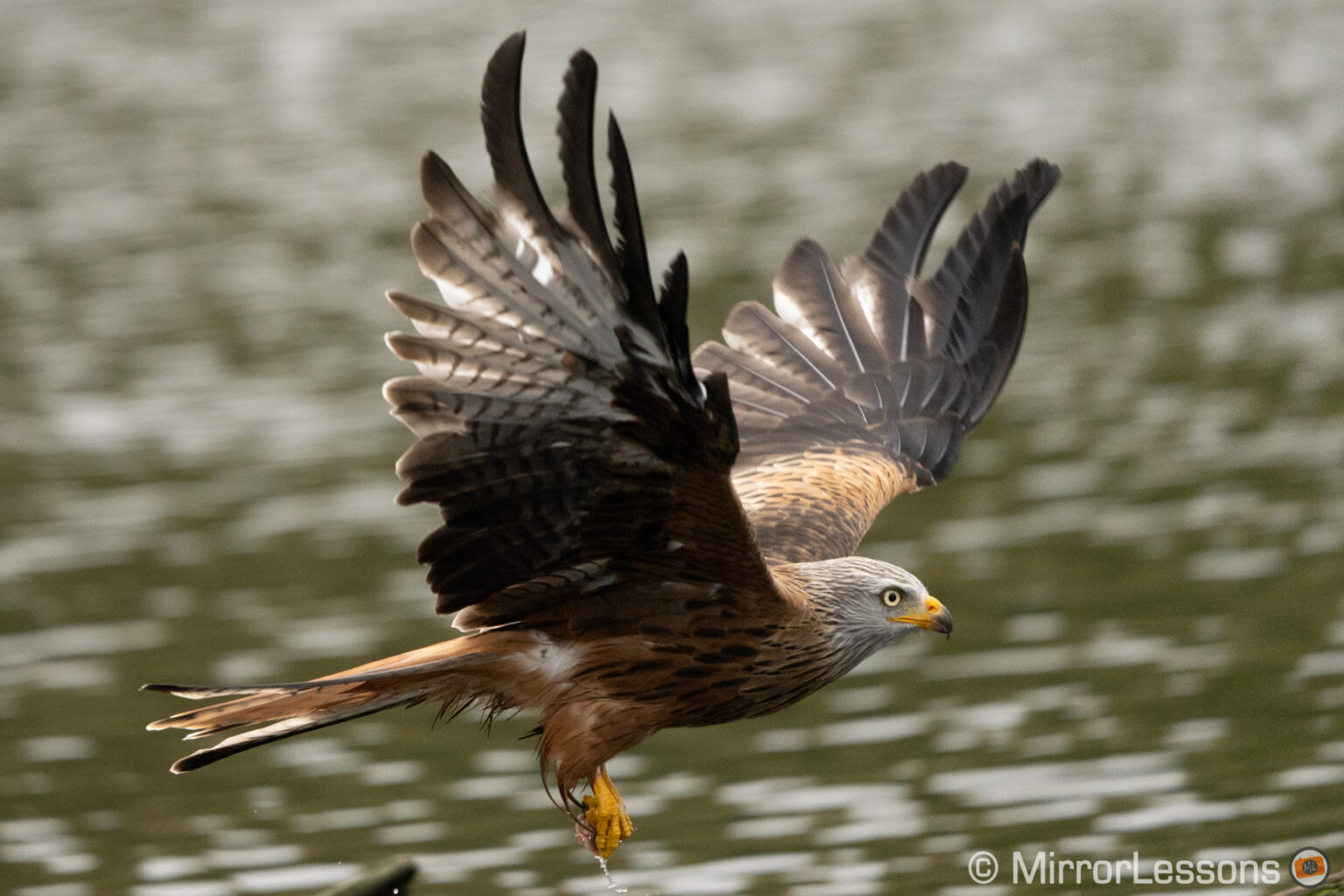 The Best Mirrorless Cameras for Birds in Flight Ranked Mirrorless