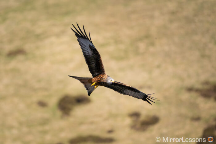 red kite flying against a brownish hill