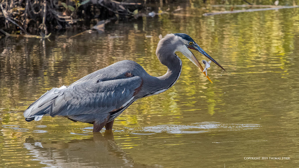 olympus omd em1x wildlife